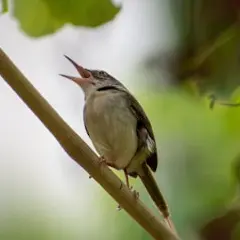 Birds chirping in a tropical environment