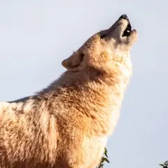 A wolf howling across a canyon